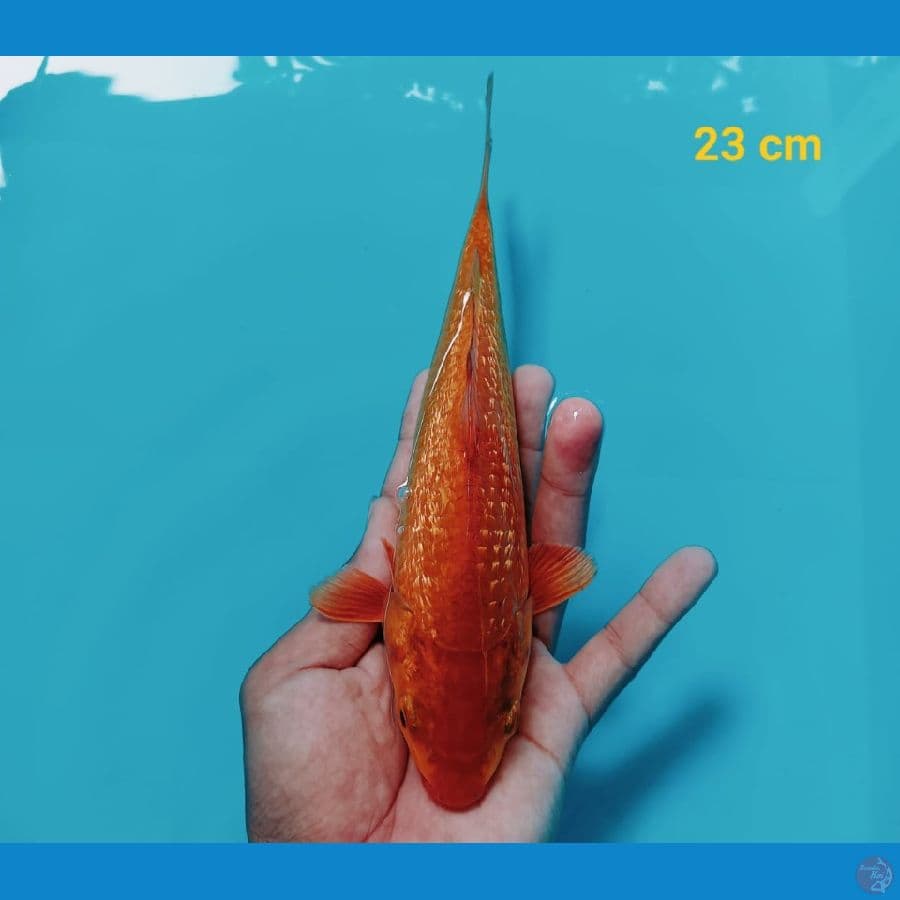 Caramel Ginrin | 23 cm | uncheck