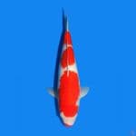 kohaku f1 Good Quality 45BU