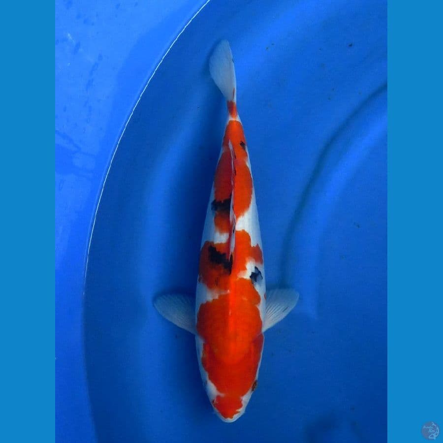 sanke jumbo 40cm