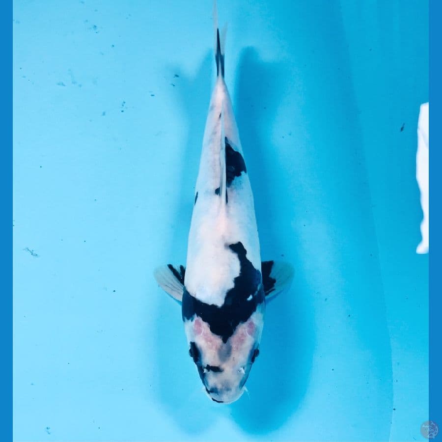 shiro doitsu 23 cm