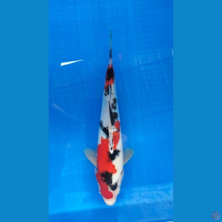 sanke 30 cm