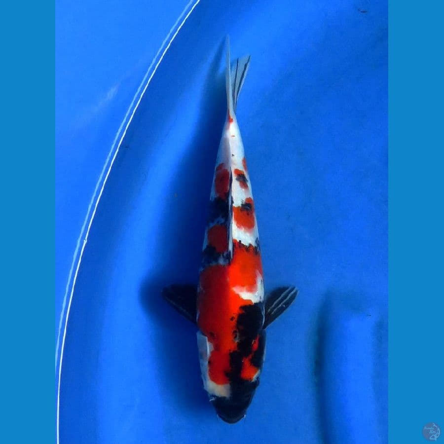 red showa 29cm
