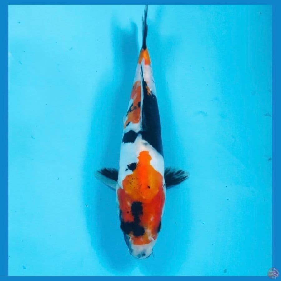 showa doitsu 22 cm