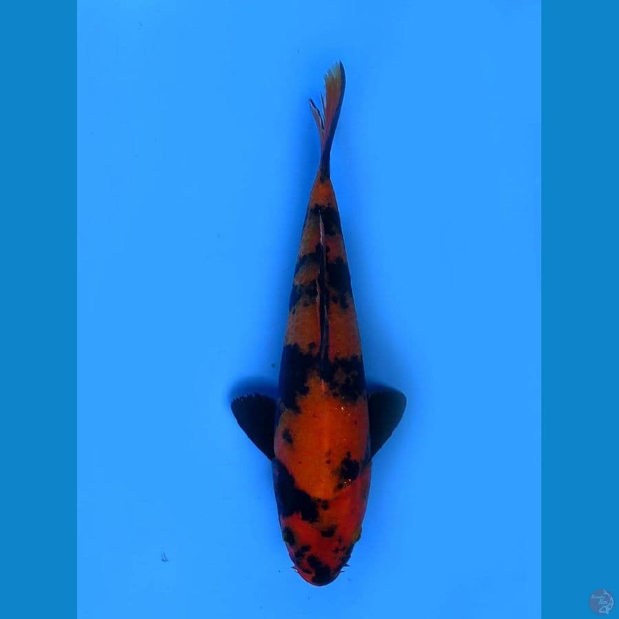 hi utsuri merah 24cm 
