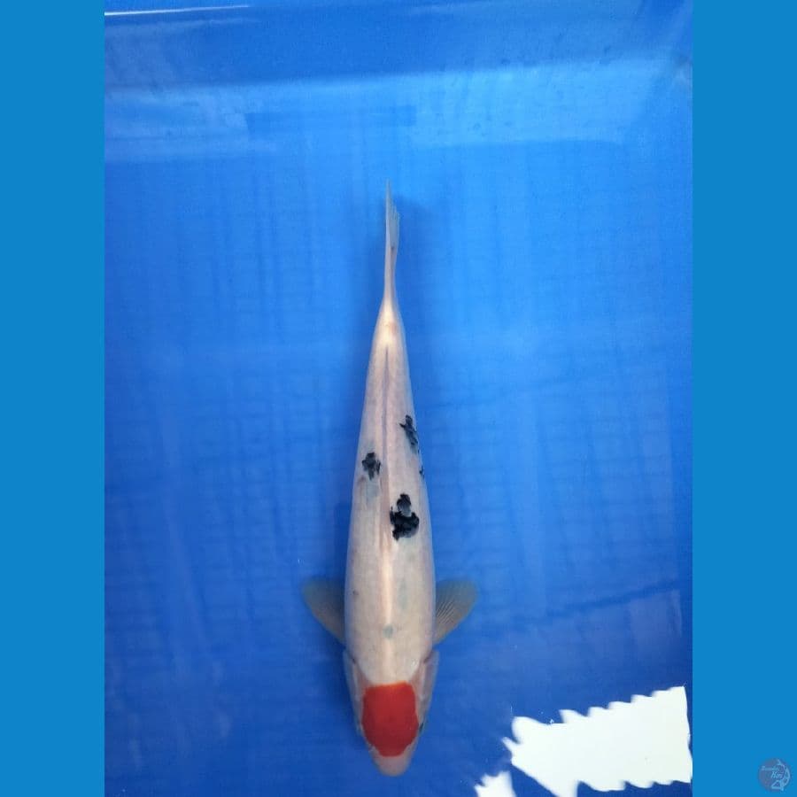 Tancho sanke 27 cm