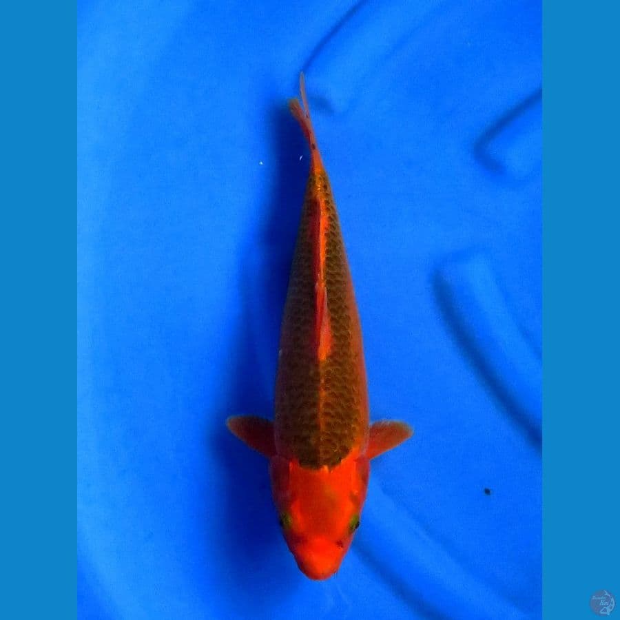 red matsuba 35cm