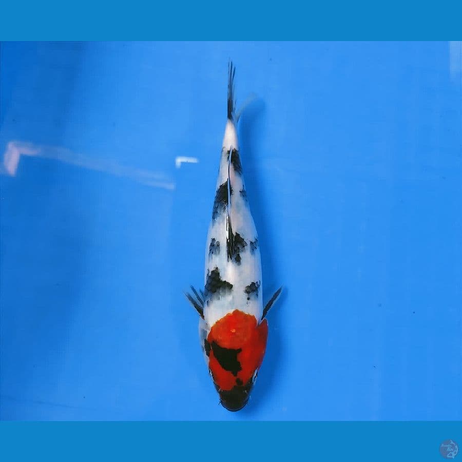 SENSO 5 ~ TC SHOWA 22CM
