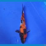 SENSO 9 ~ SHOWA GINRIN 23CM