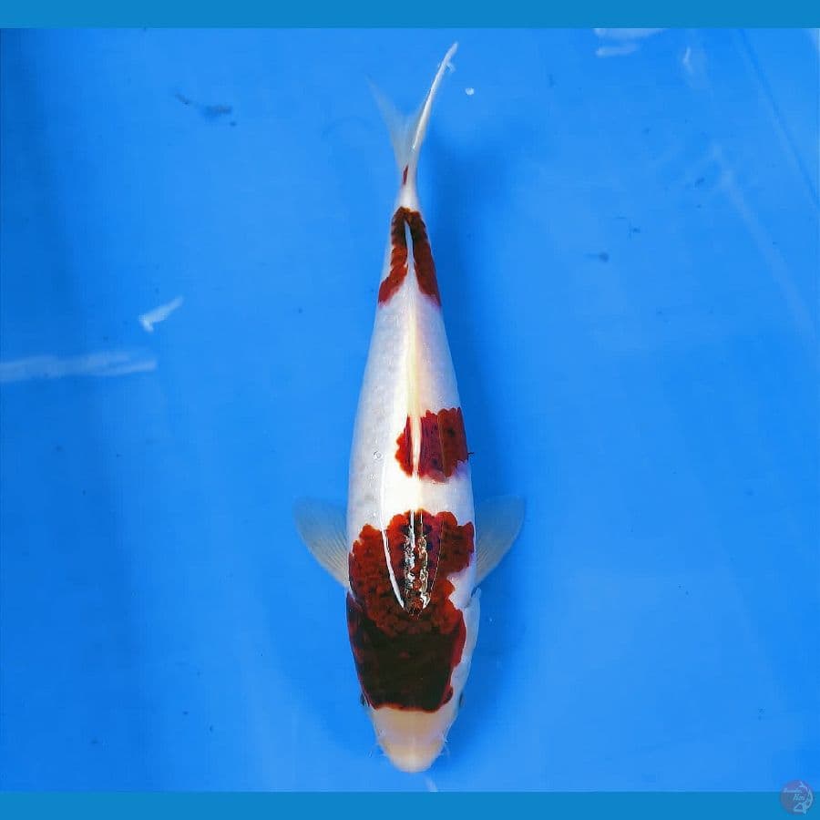 SENSO 9 ~ GOROMO 29CM/MALE
