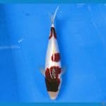 SENSO 9 ~ GOROMO 29CM/MALE