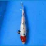 SENSO 10 ~ LOVE TC SHOWA 28CM/MALE