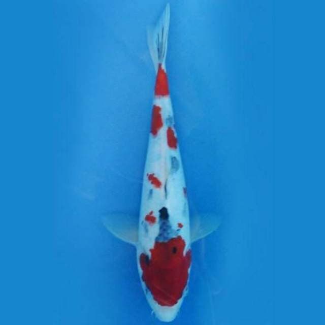 Near Koi - Kindai 25cm