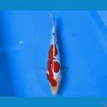 SENSO 11 ~ DOITSU SANKE 26CM/MALE