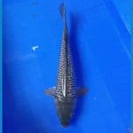 SENSO 12 ~ SORAGOI GINRIN 31 CM/MALE