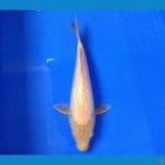 SENSO 13 ~ KARASHI GINRIN 28CM/MALE