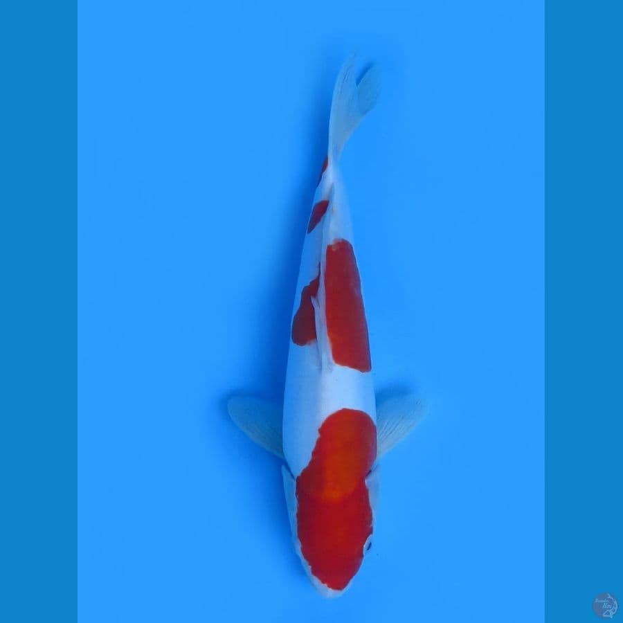 Kohaku Doitsu Murni