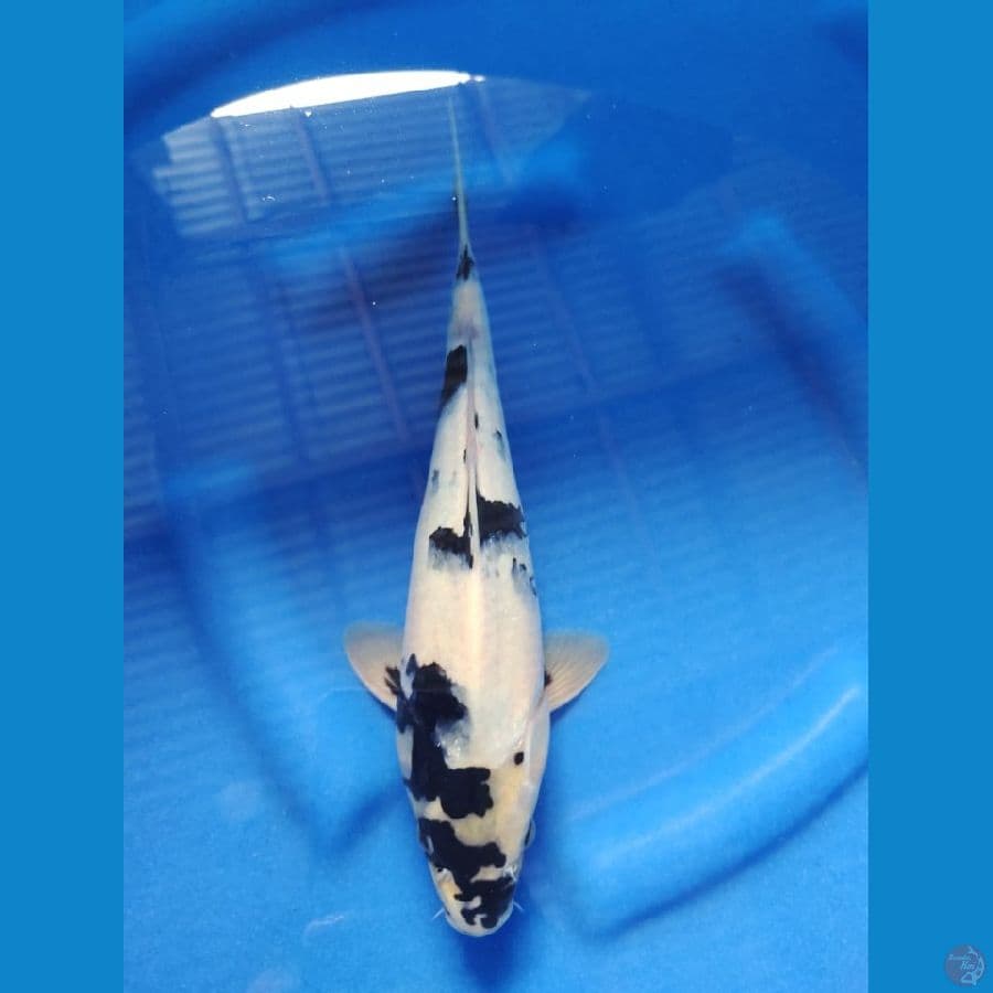 shiro male 30cm