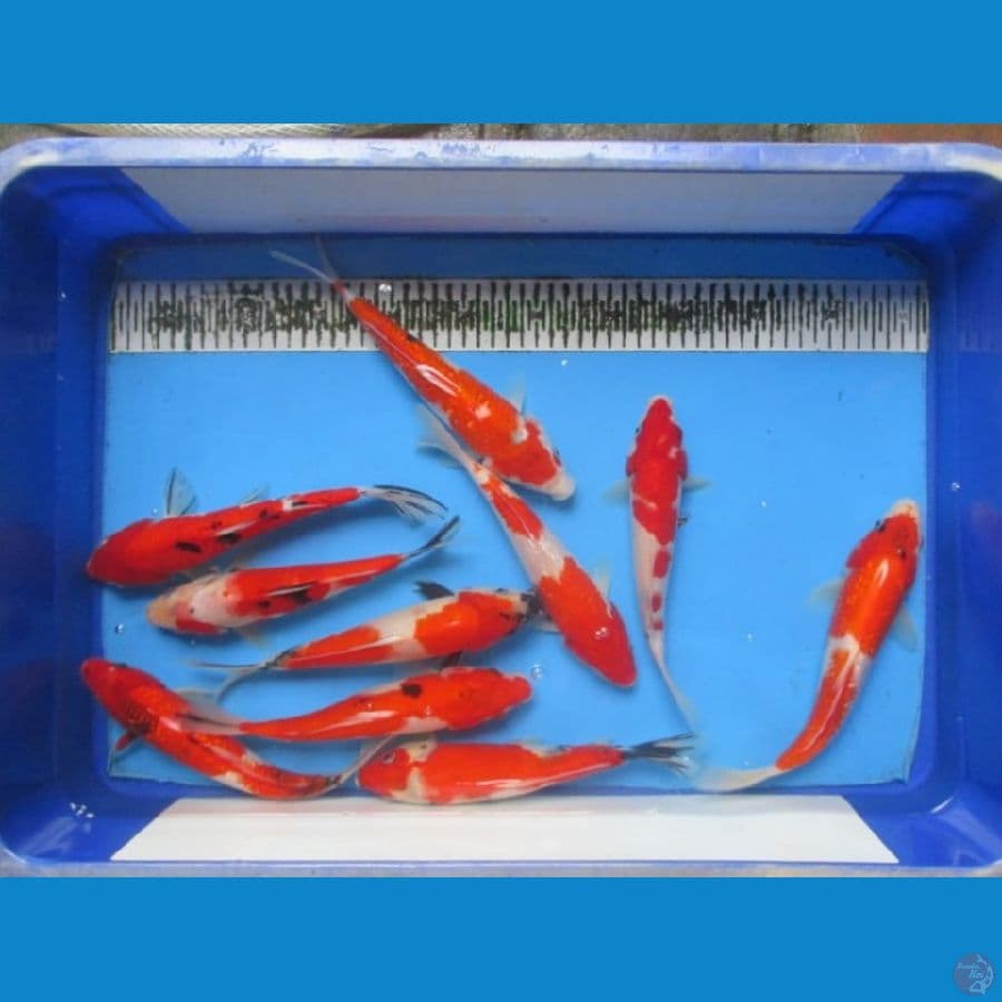 MIX KOI 23 -25 Cm