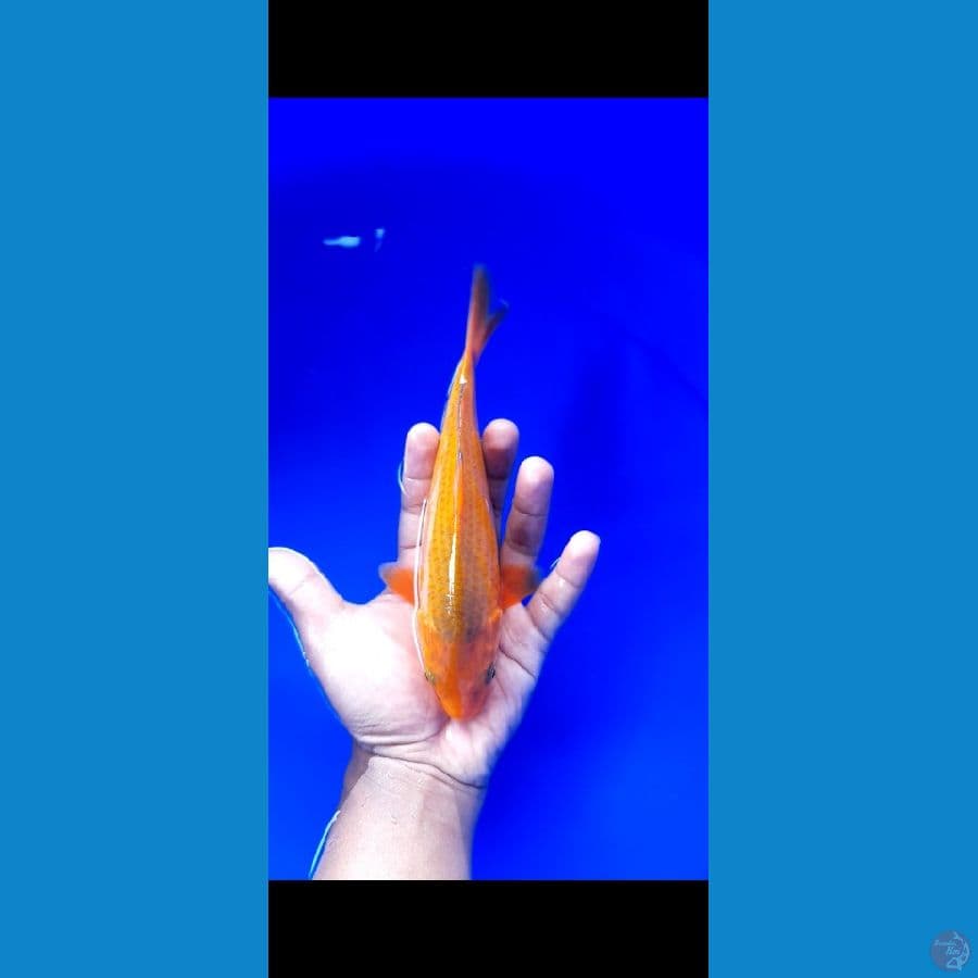 chagoi caramel