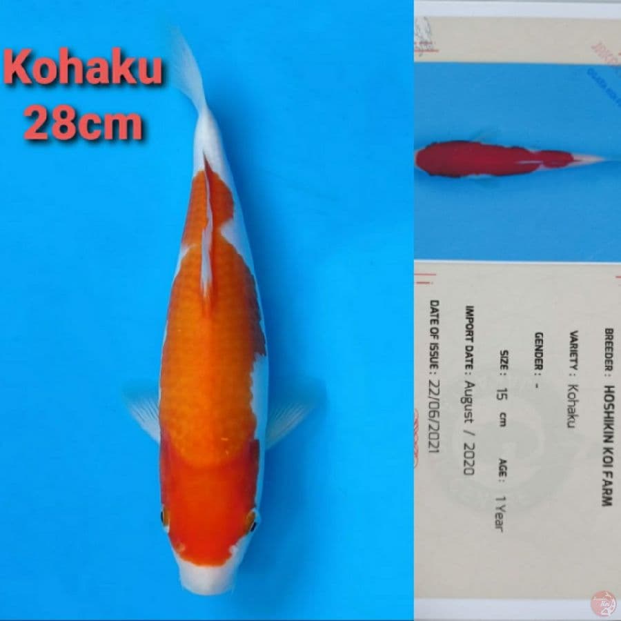 HOSHIKIN KOHAKU 28CM