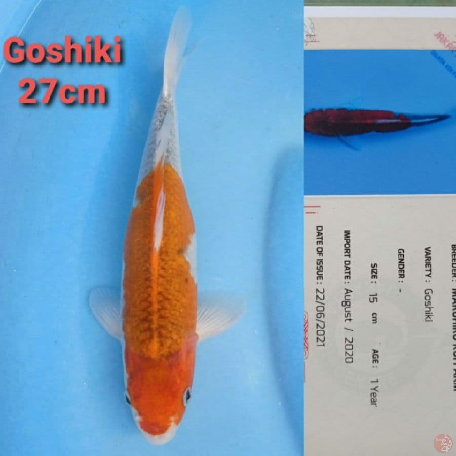 MARUHIRO GOSHIKI 27CM