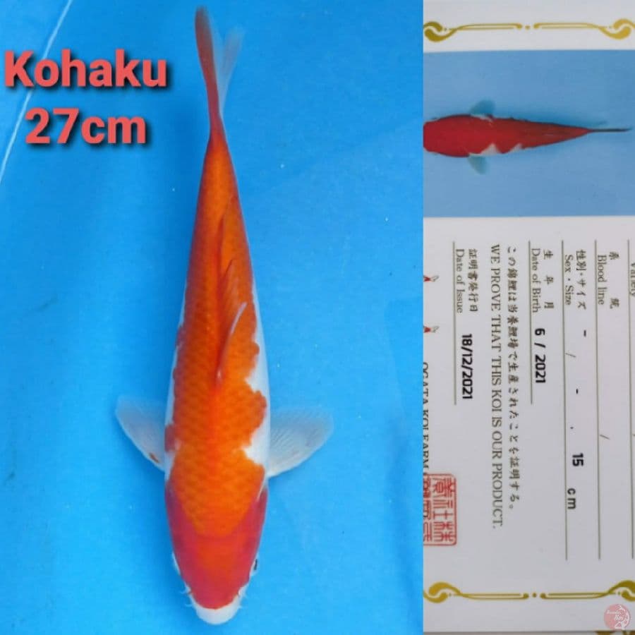OGATA KOHAKU 27CM