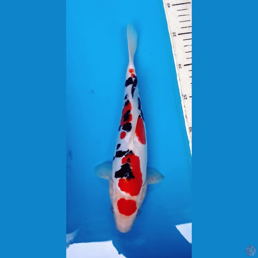 Maruten Sanke Doitsu 30 cm