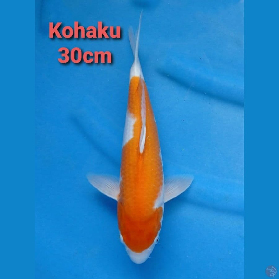 GENJIRO KOHAKU 30CM NON SERTI