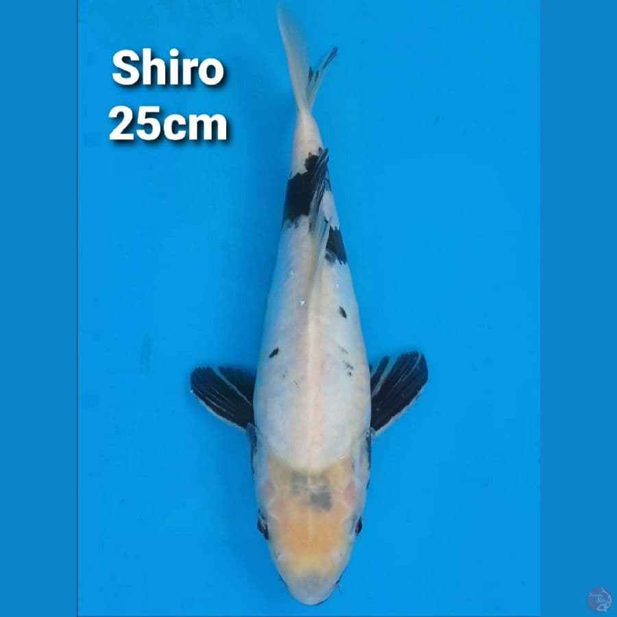 MARUHIRO DOITSU SHIRO 25CM NON SERTI