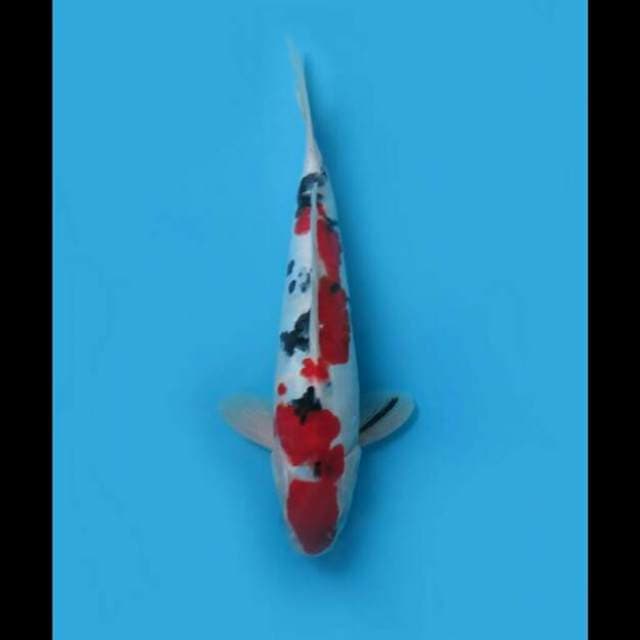 27cm Male - Red Sanke Doitsu Original