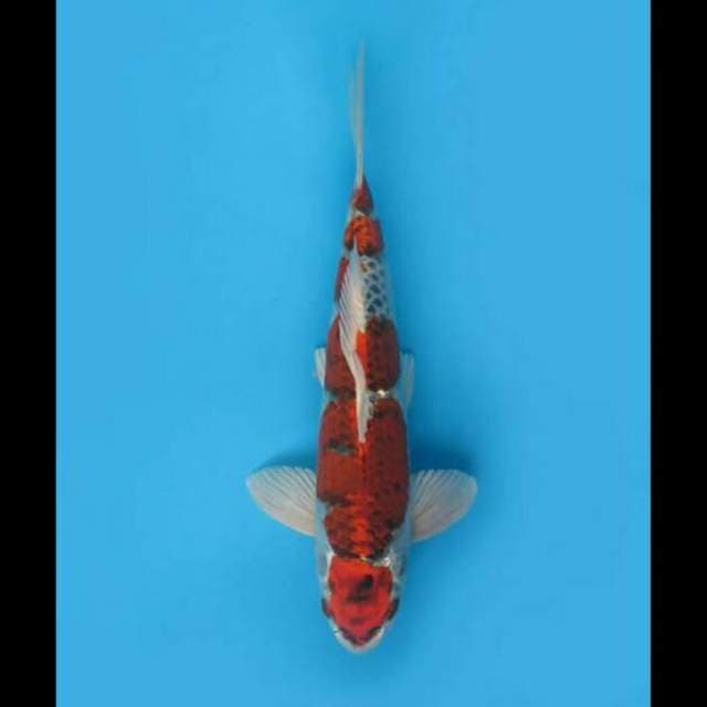 27cm - Kujaku Male Strong