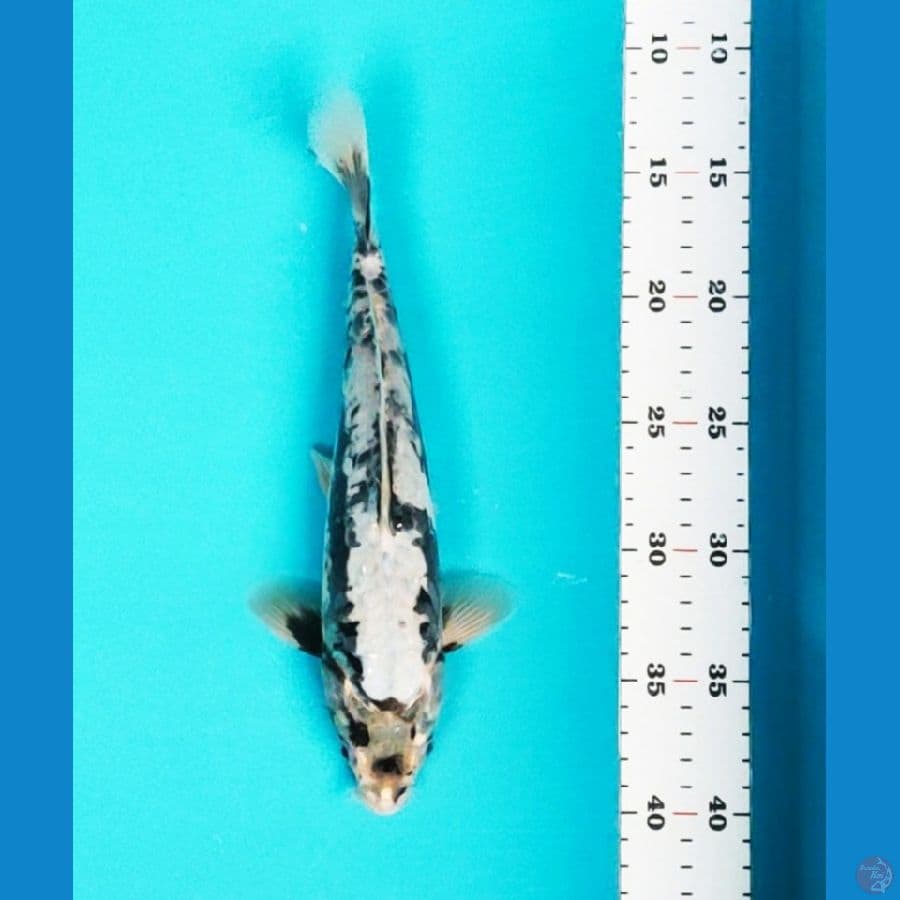 black koshui 26cm male