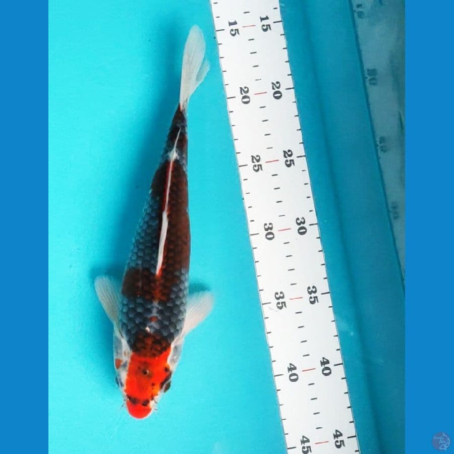 kuro goshiki strong 25cm male