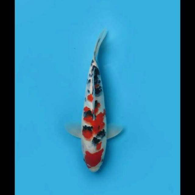 30cm - Maruten Taisho Sanke Original 
