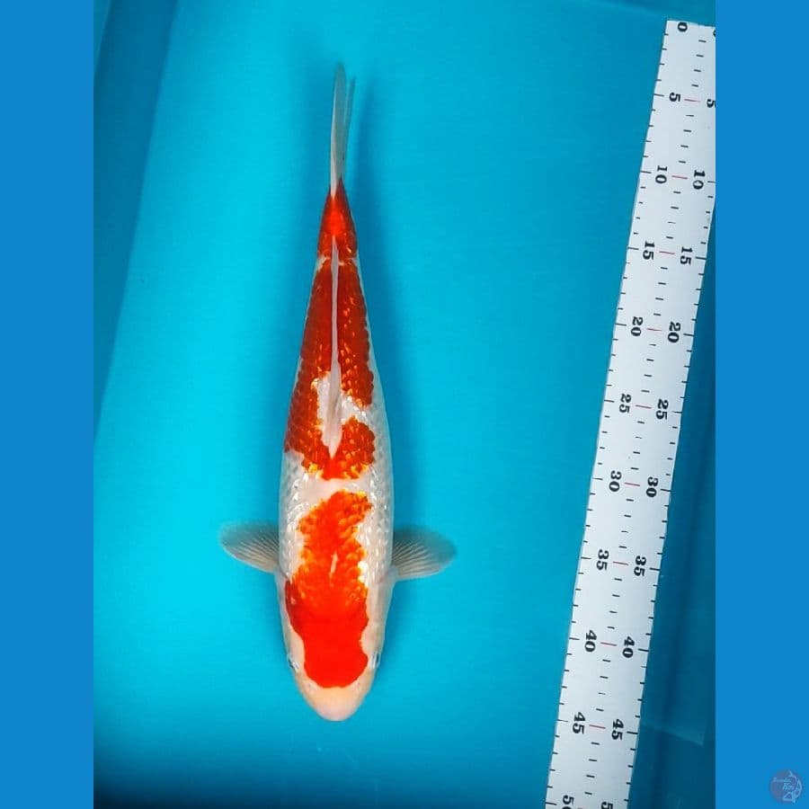 kohaku ginrin 38cm fm
