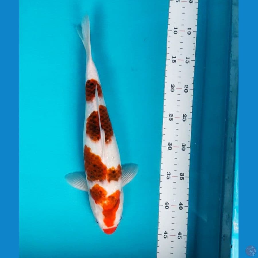 sumi goromo 36cm fm