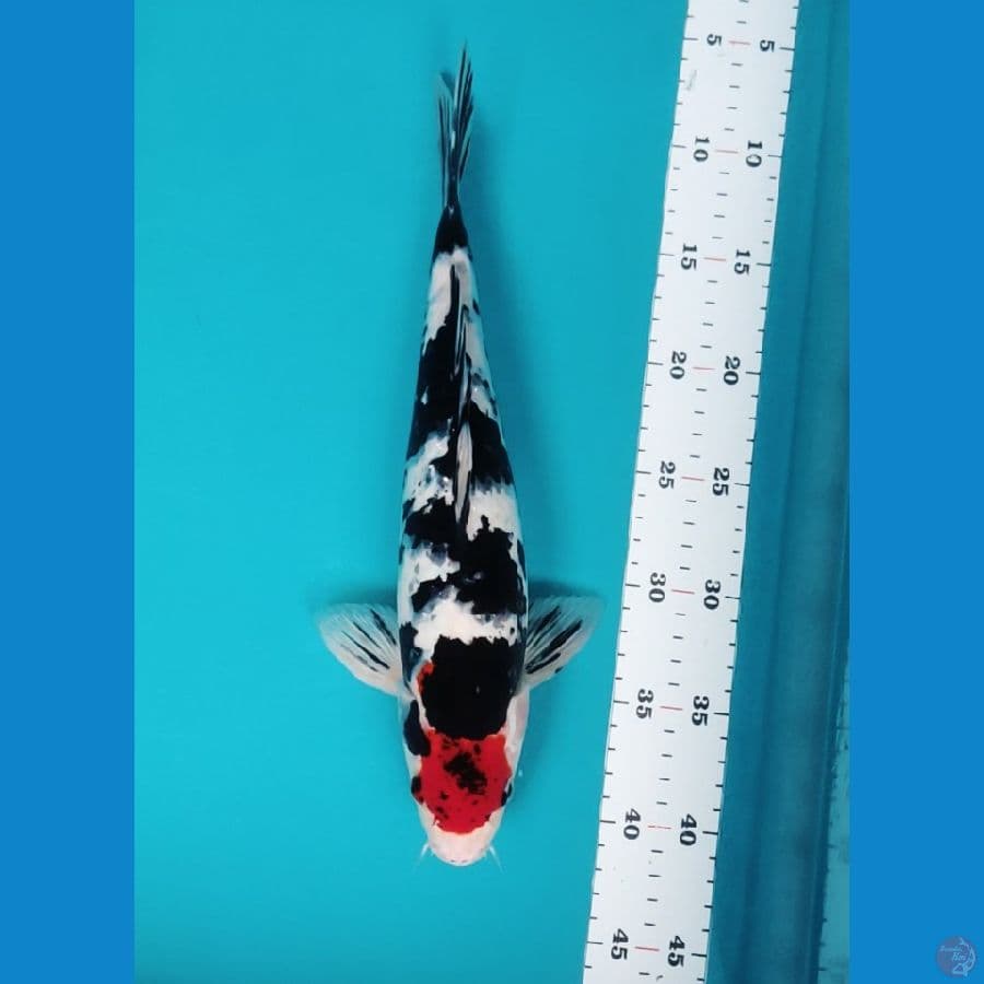 tancho sanke 34cm male
