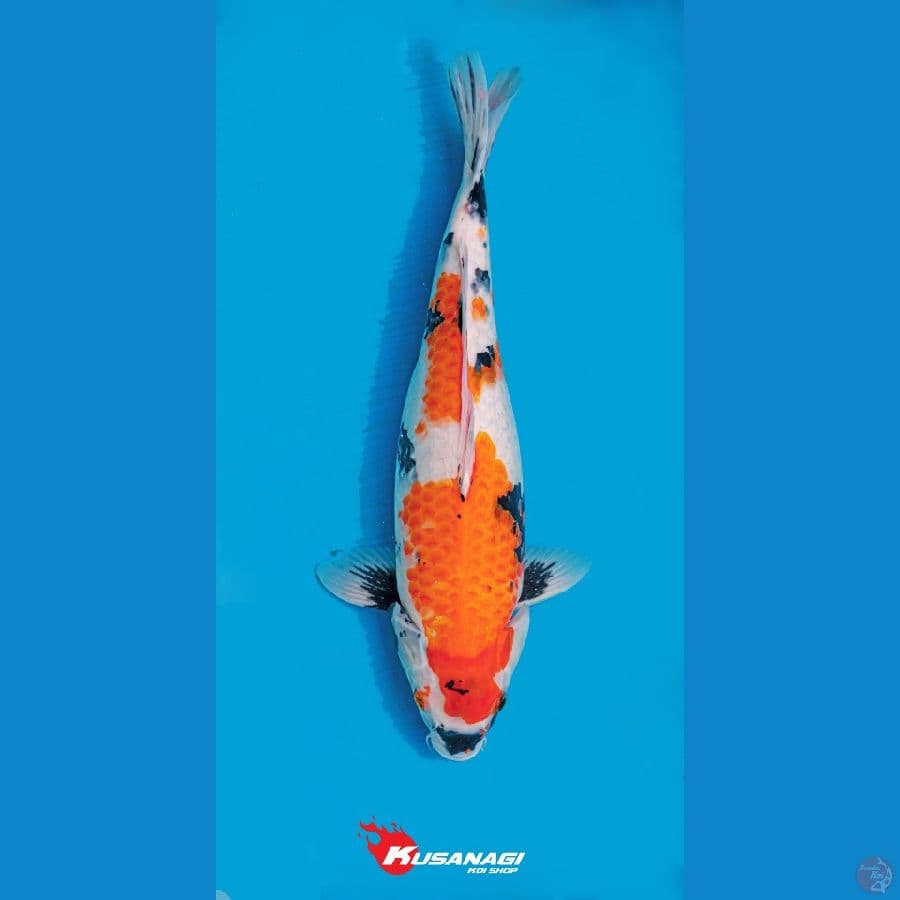 Showa 40cm Female