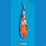 Showa 40cm Female