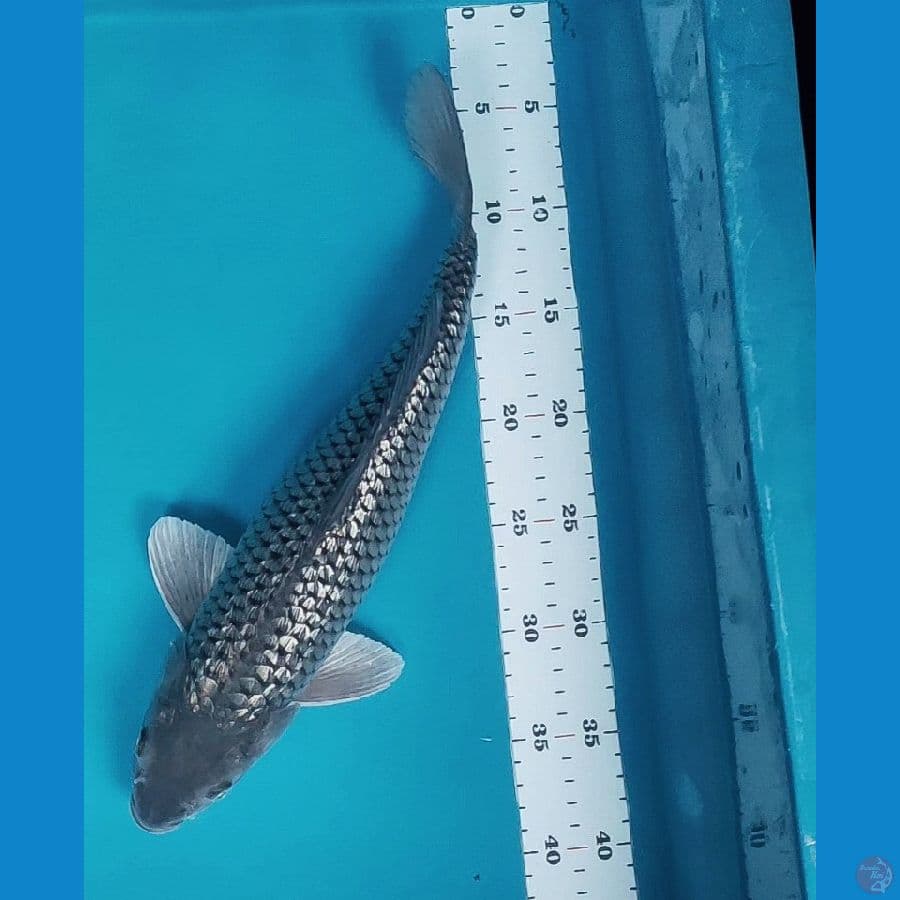 soragoi ginrin 38cm