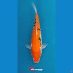 Doitsu Bekko Sanke 28cm 