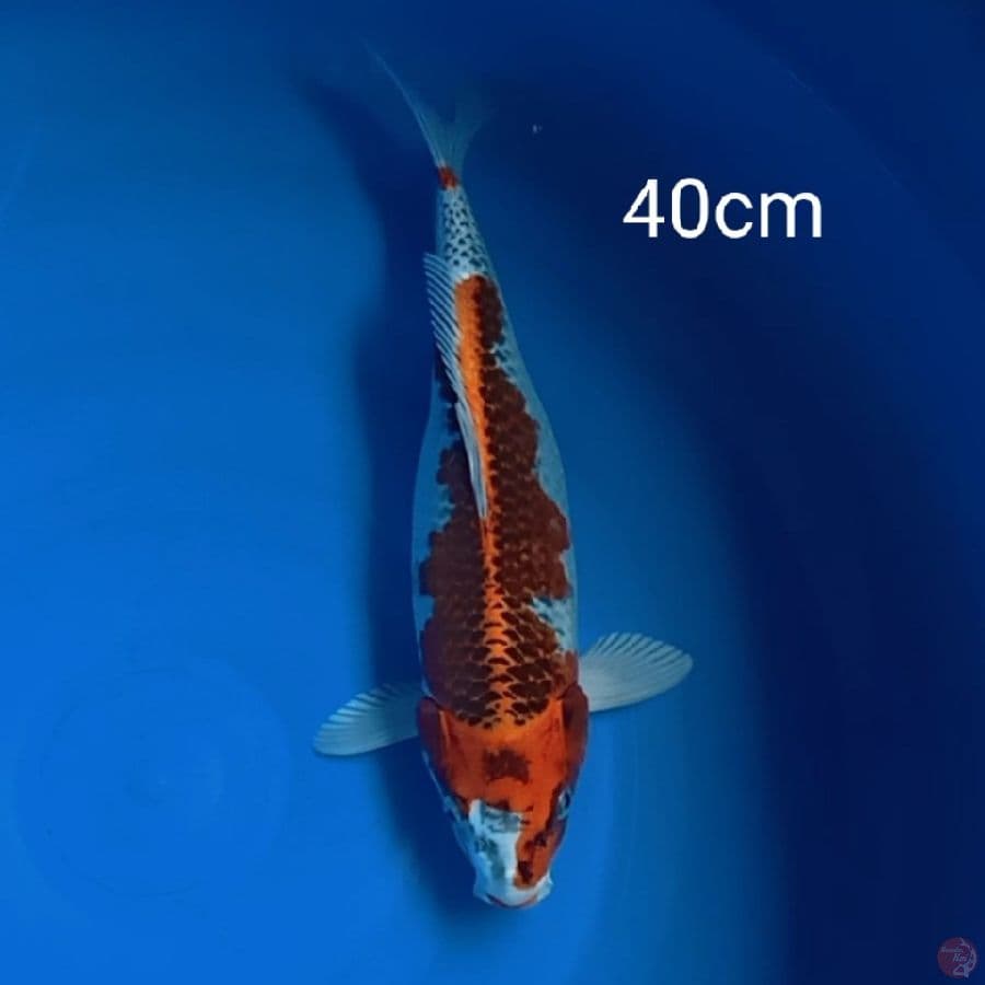 kujaku 40cm