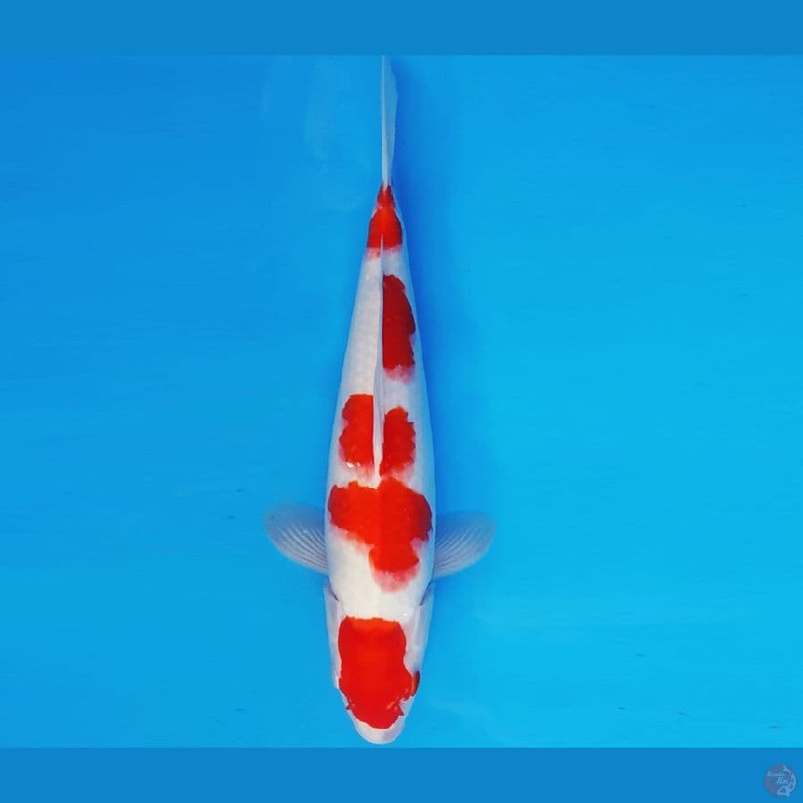 SABURO 2 - KOHAKU 34 cm/fm ®