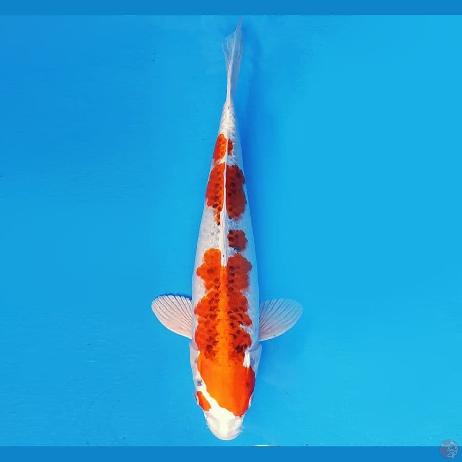 SABURO 6 - KUJAKU 36 cm/fm ®