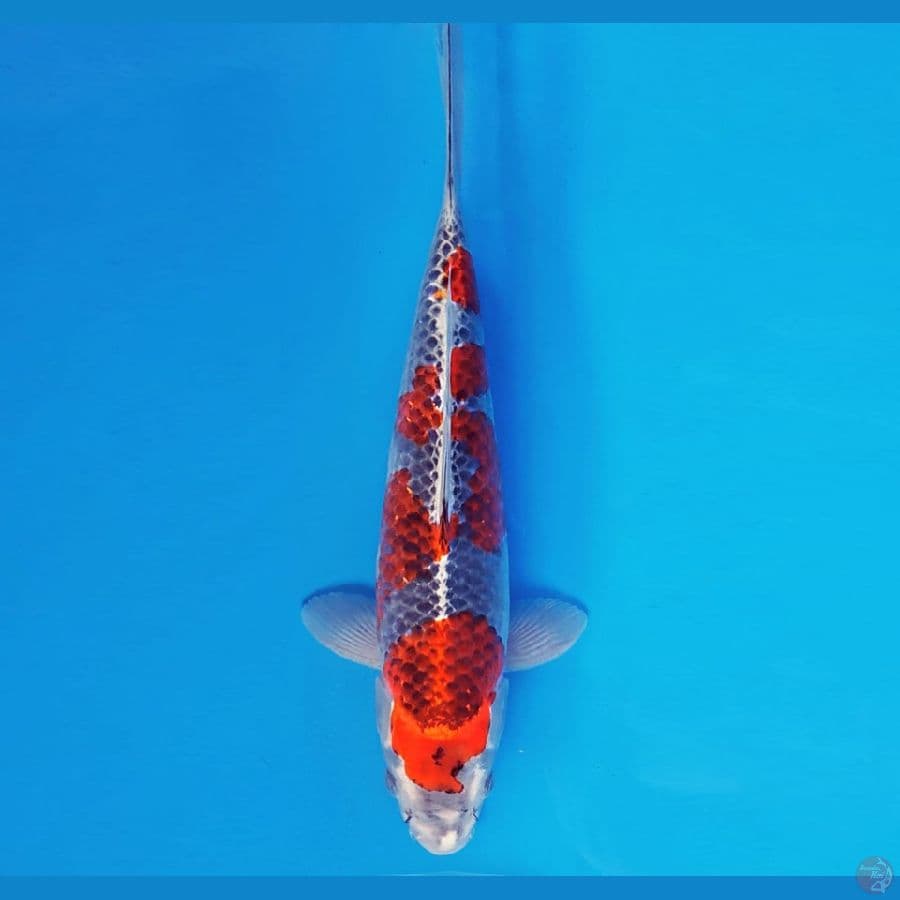 SABURO 7 - KURO GOSHIKI 34 cm/fm ®