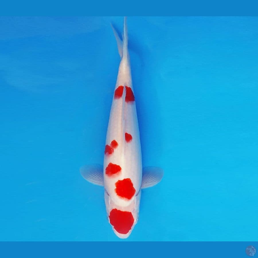 SABURO 9 - KOHAKU 30 cm/male ®