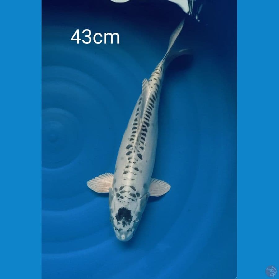 Gin matsuba doitsu 43cm