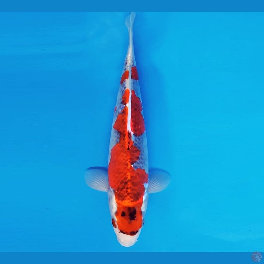 SABURO 11 - GOSHIKI 31 cm/fm ®