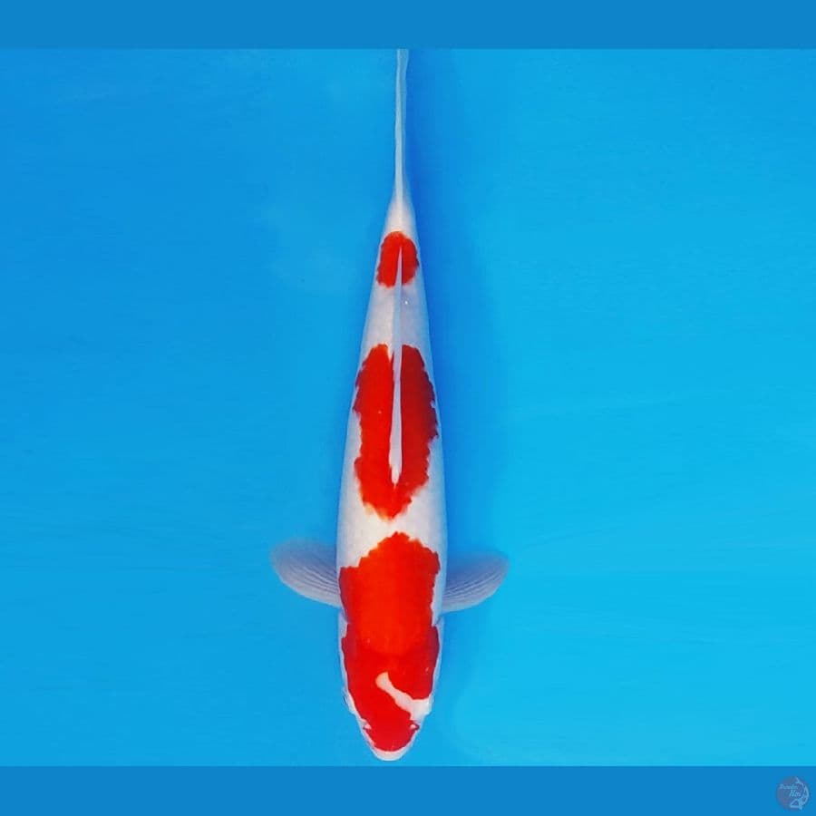SABURO 12 - KOHAKU 31 cm/male ®