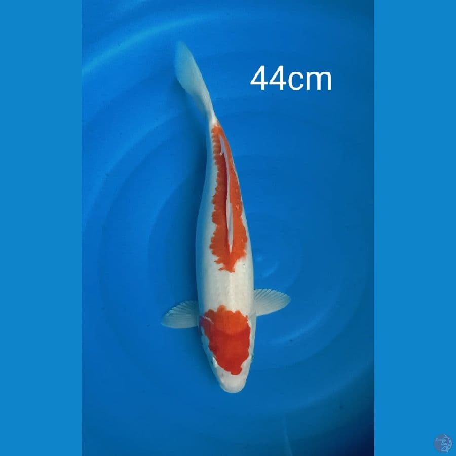 kohaku 44cm